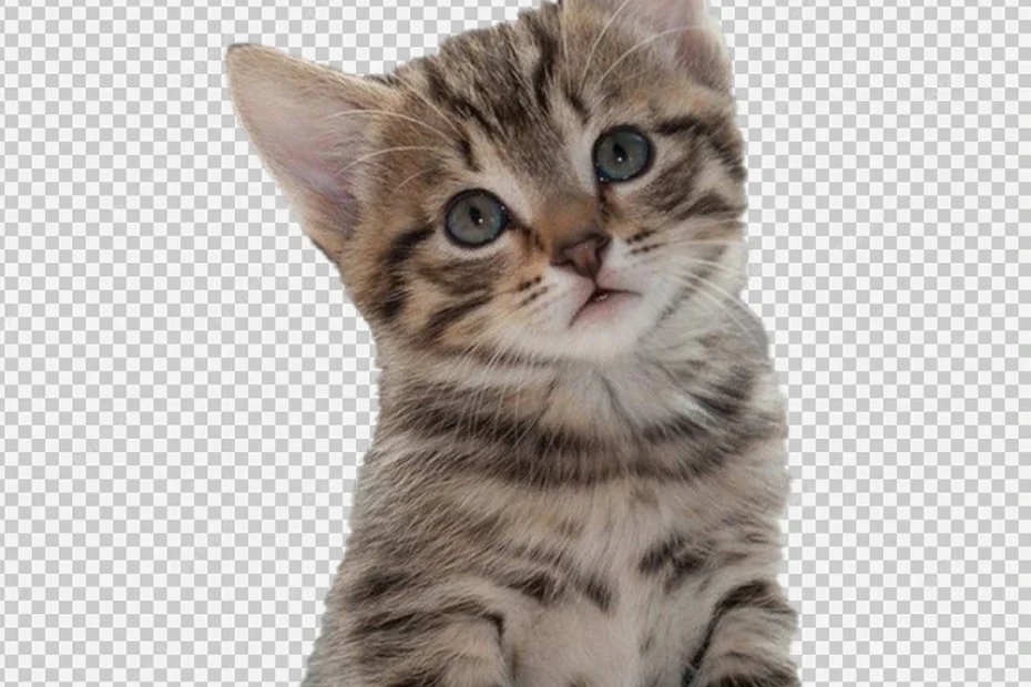 Download Cat PNG Transparent Image for Free Download