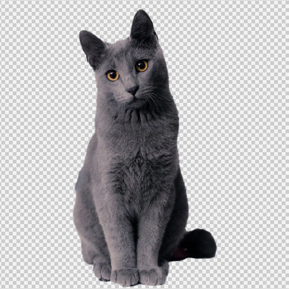 Black Cat PNG Transparent Image for Free Download, Cute Cat PNG, Meme cat png,