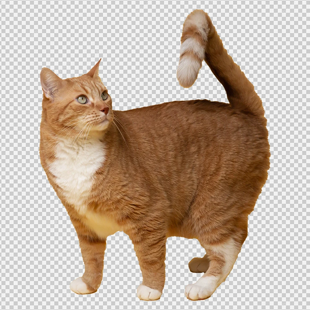 brown Cat PNG Transparent Image for Free Download, Cute Cat PNG, Meme cat png,
