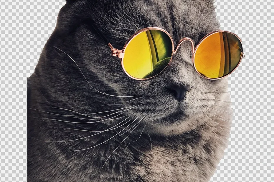 meme cat png, Black Cat PNG Transparent Image for Free Download, Cute Cat PNG, 