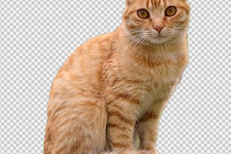 brown Cat PNG Transparent Image for Free Download, Cute Cat PNG, Meme cat png,