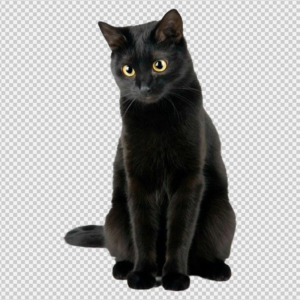 Black Cat PNG Transparent Image for Free Download, Cute Cat PNG, Meme cat png,