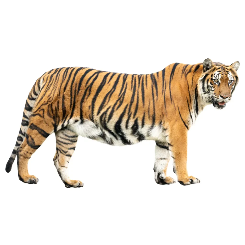 Tiger PNG Download