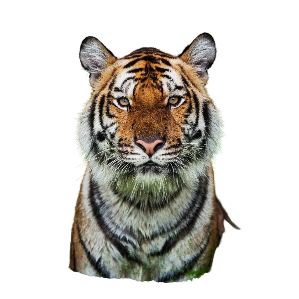 Tiger Face PNG Download