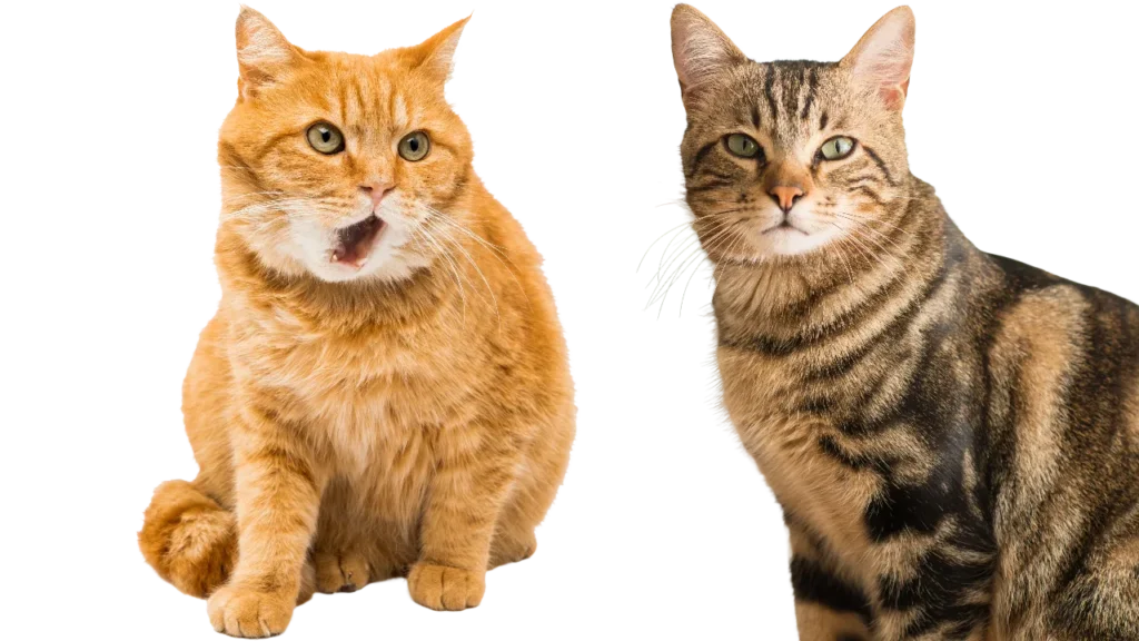 2 Cats PNG
