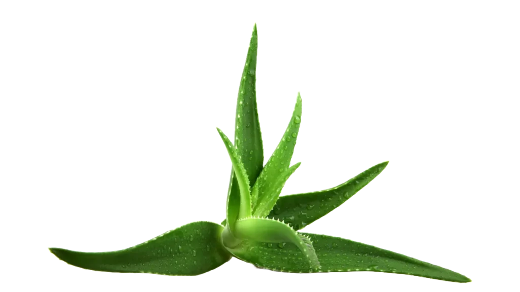 Aloe Vera png download