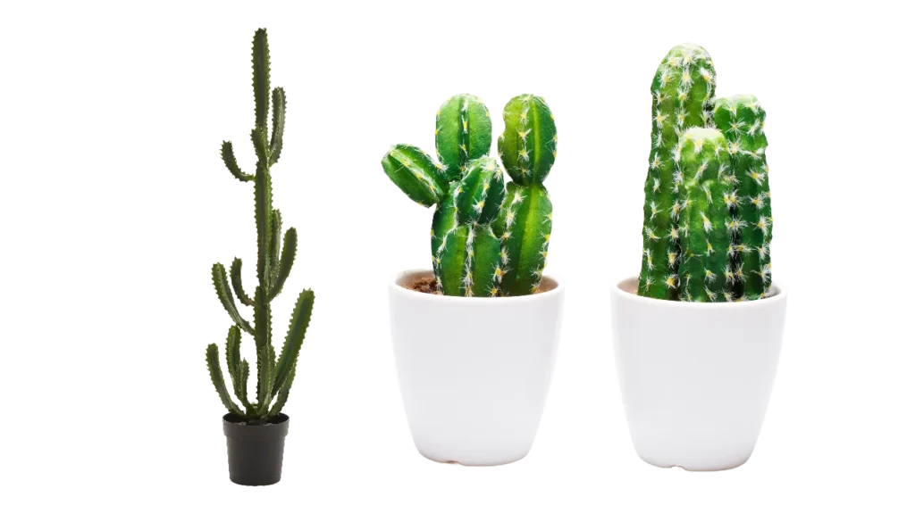 Cactus plant in a pot png