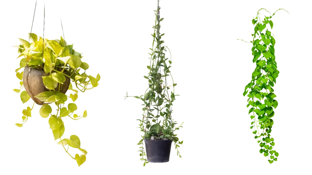 Hanging Plant PNG