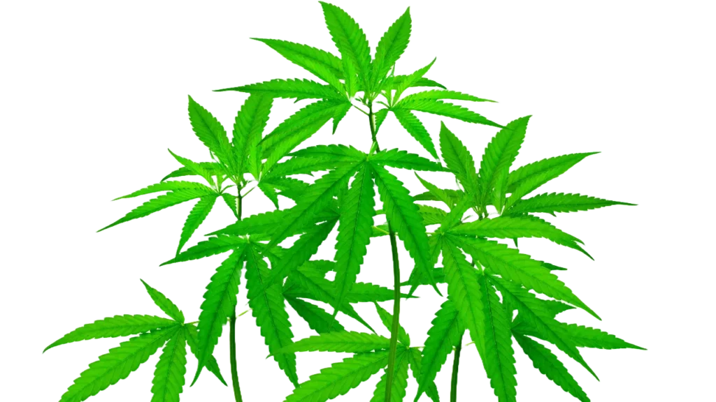 WEED Plant PNG