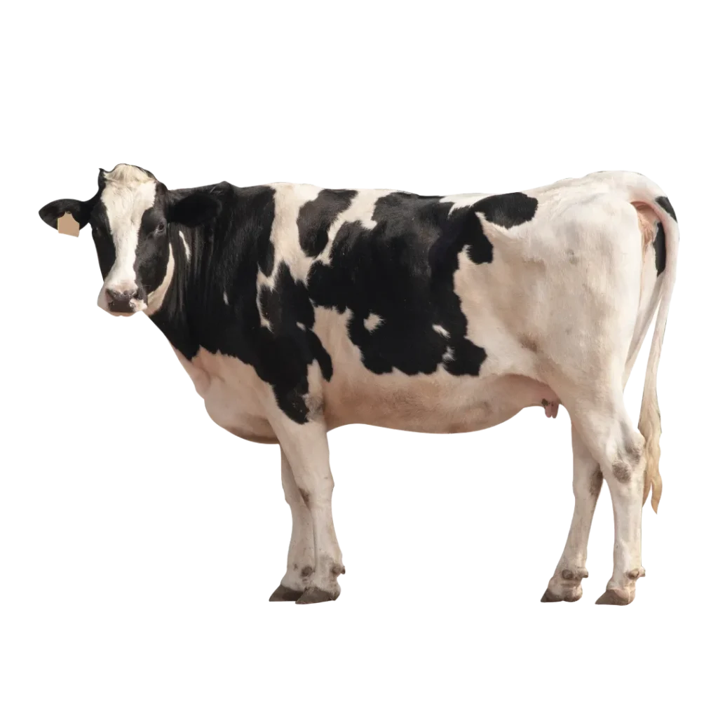 Black & White COW PNG DOWNLOAD
