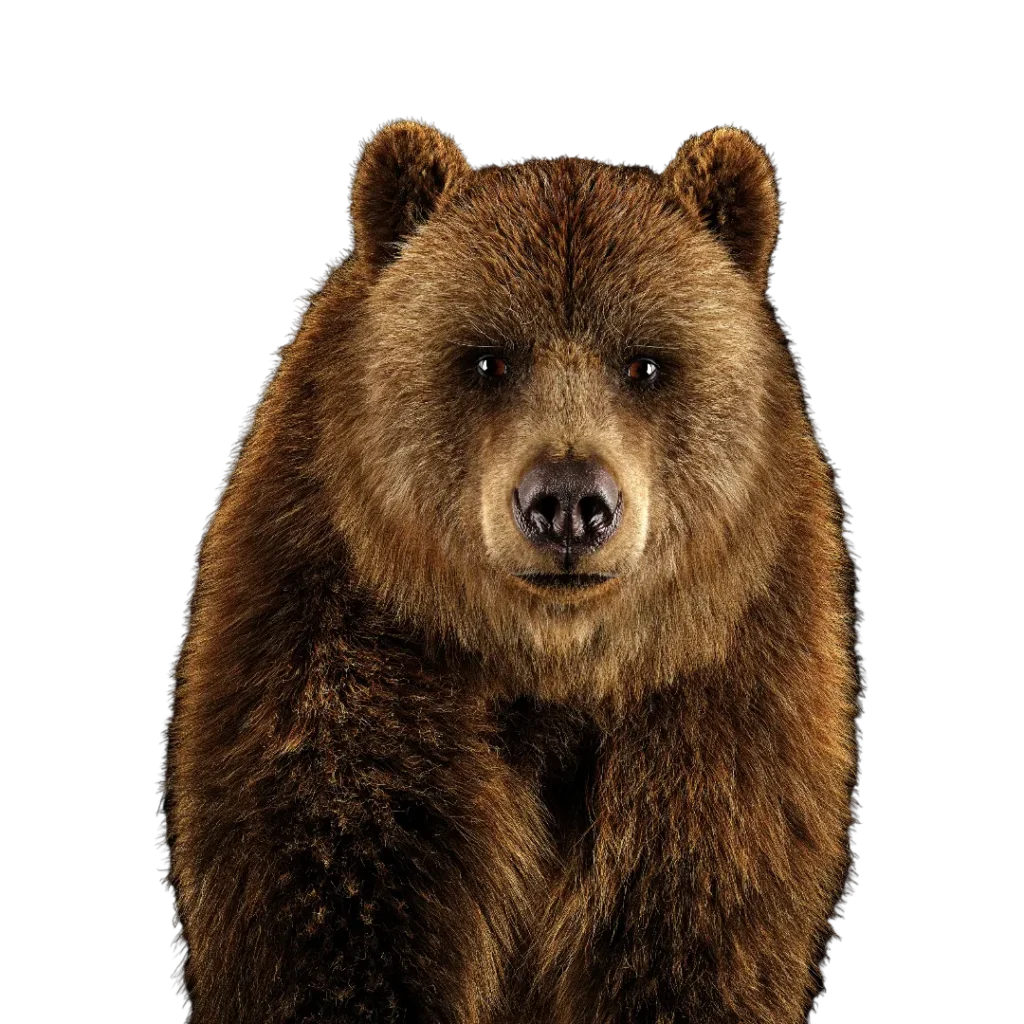 brown bear png (3)