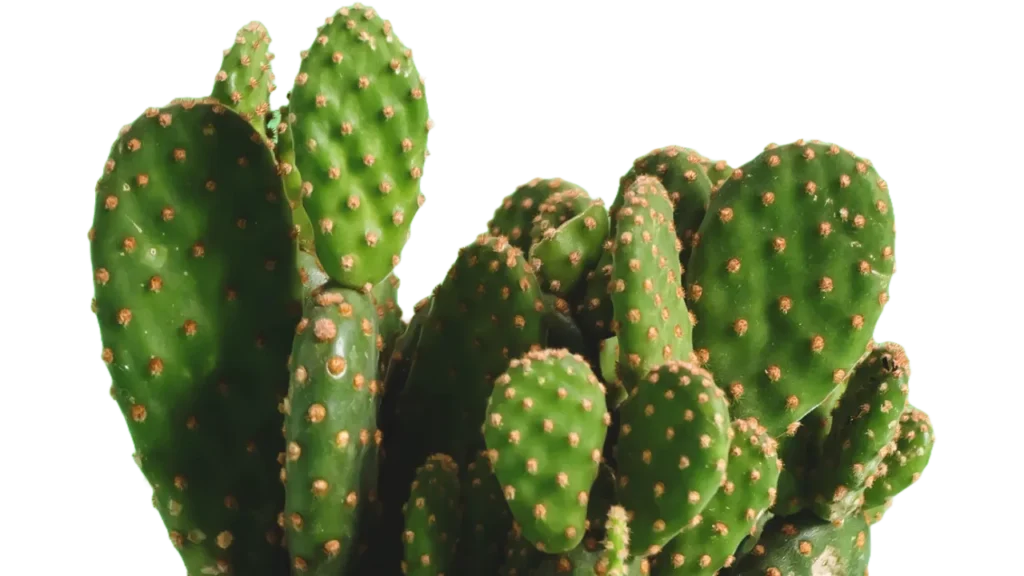 cactus png download