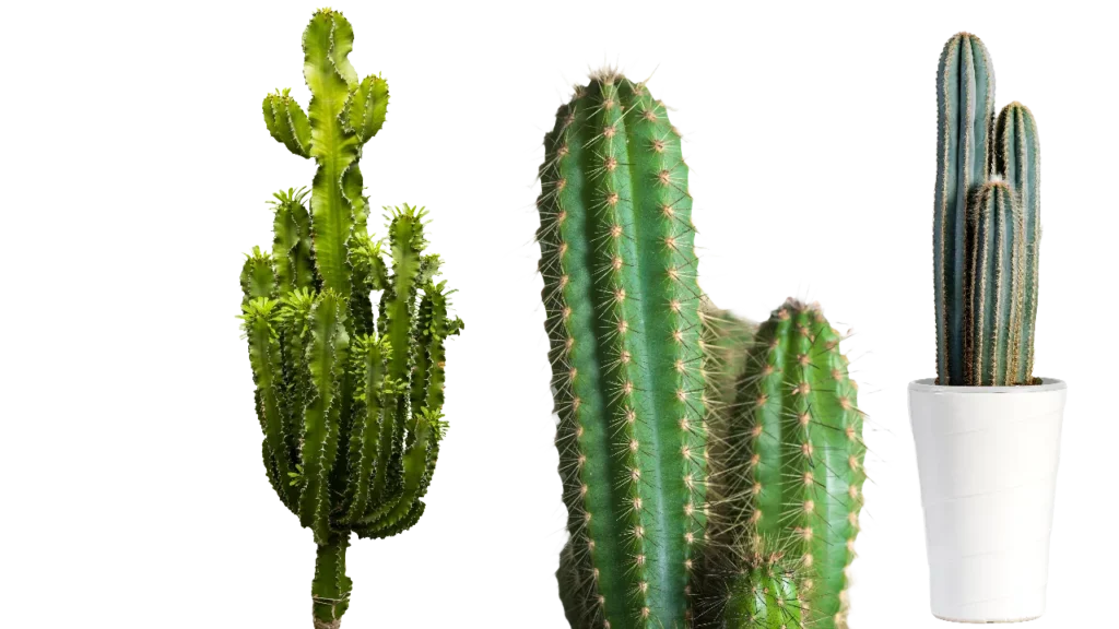 Cactus PNG Transparent