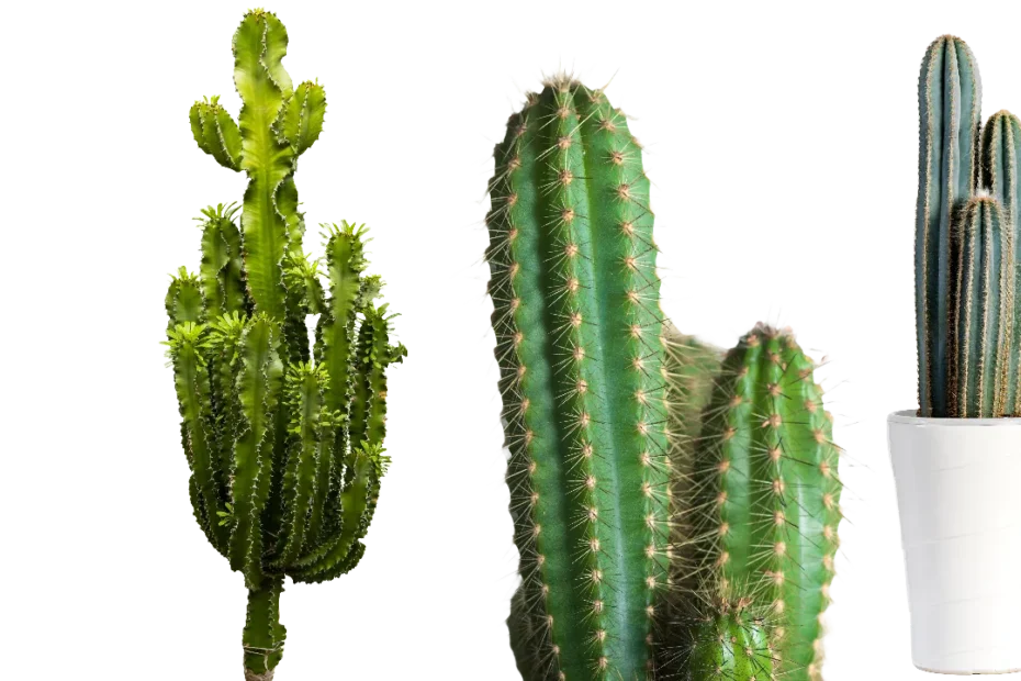 Cactus PNG Transparent