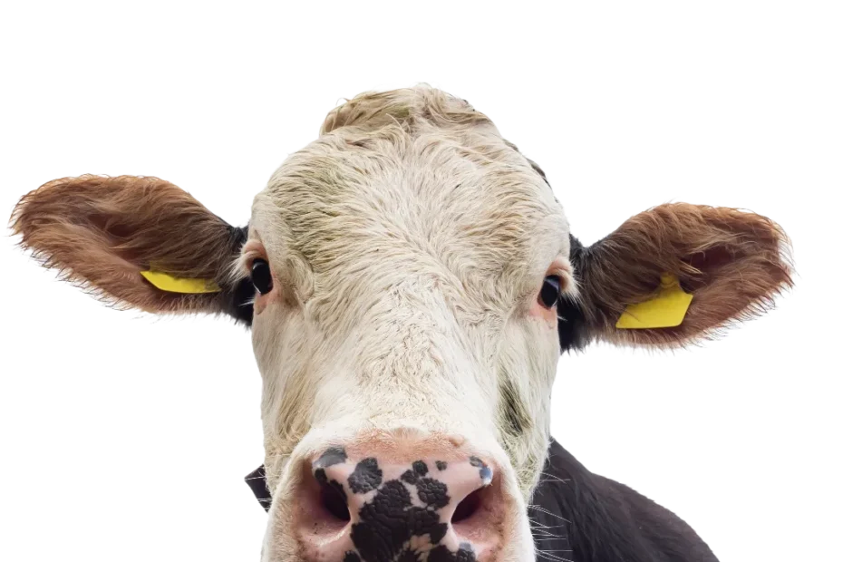 Cow Face PNG