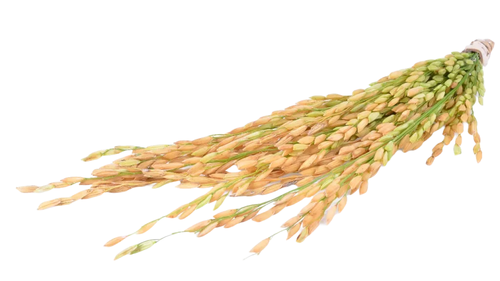 Rice Plant Grains PNG